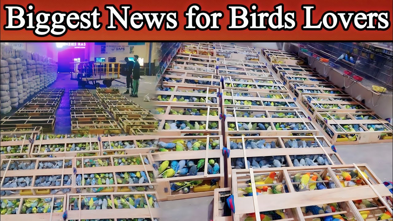 Meets Birds Exporter 10000+ Opaline, & Other Parrots Export Karachi to Other Country @SYED BIRDS