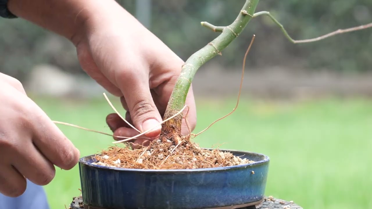 4 year old Japanese maple from seed