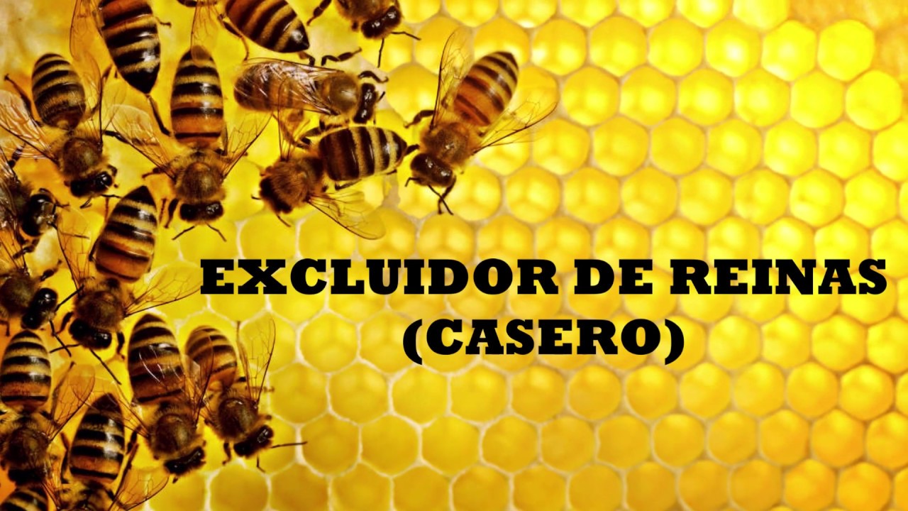 Excluidor de Reinas (Casero) - Russel G Canche