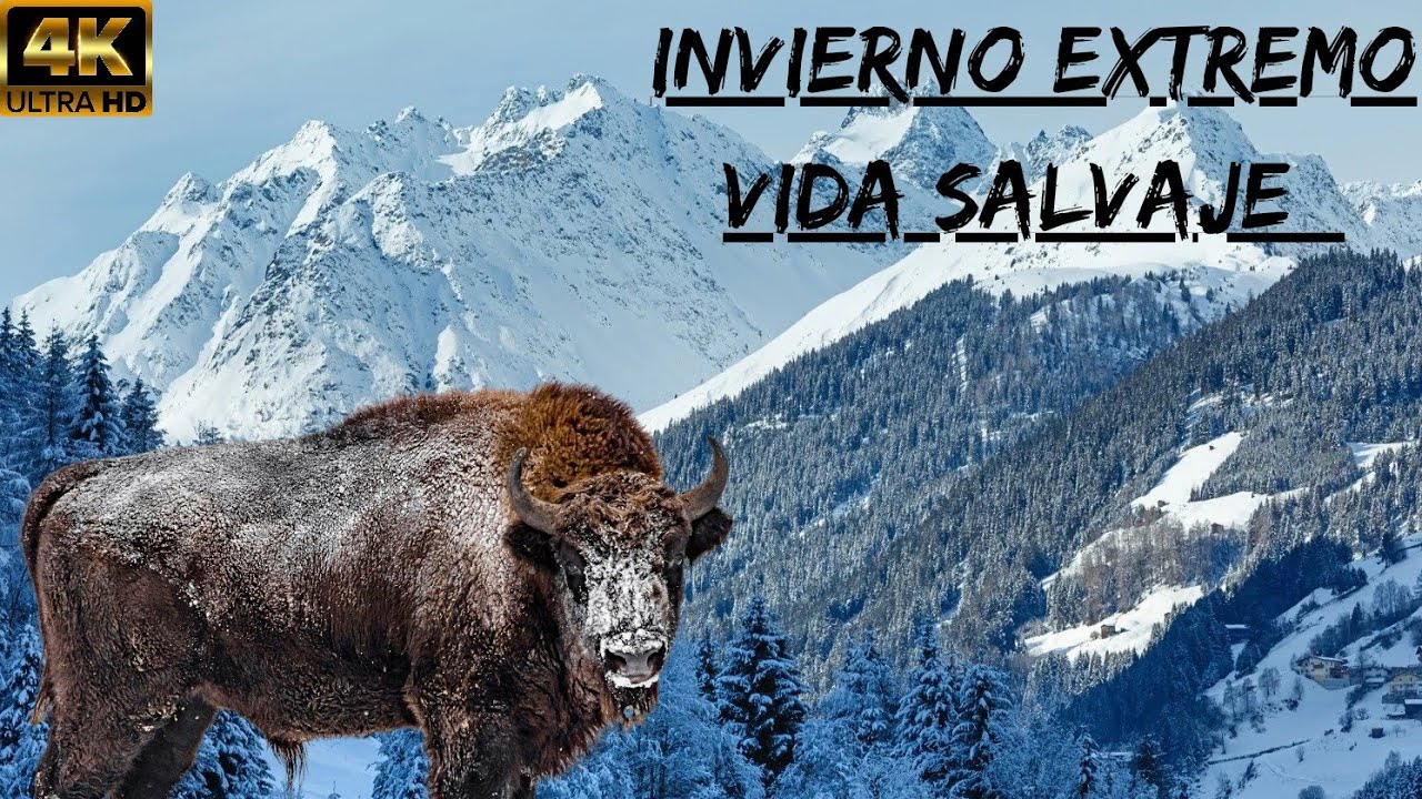 INVIERNO EXTREMO, Vida Salvaje En Las MONTAÑAS: Supervivientes En el Corazón De La TORMENTA De Nieve