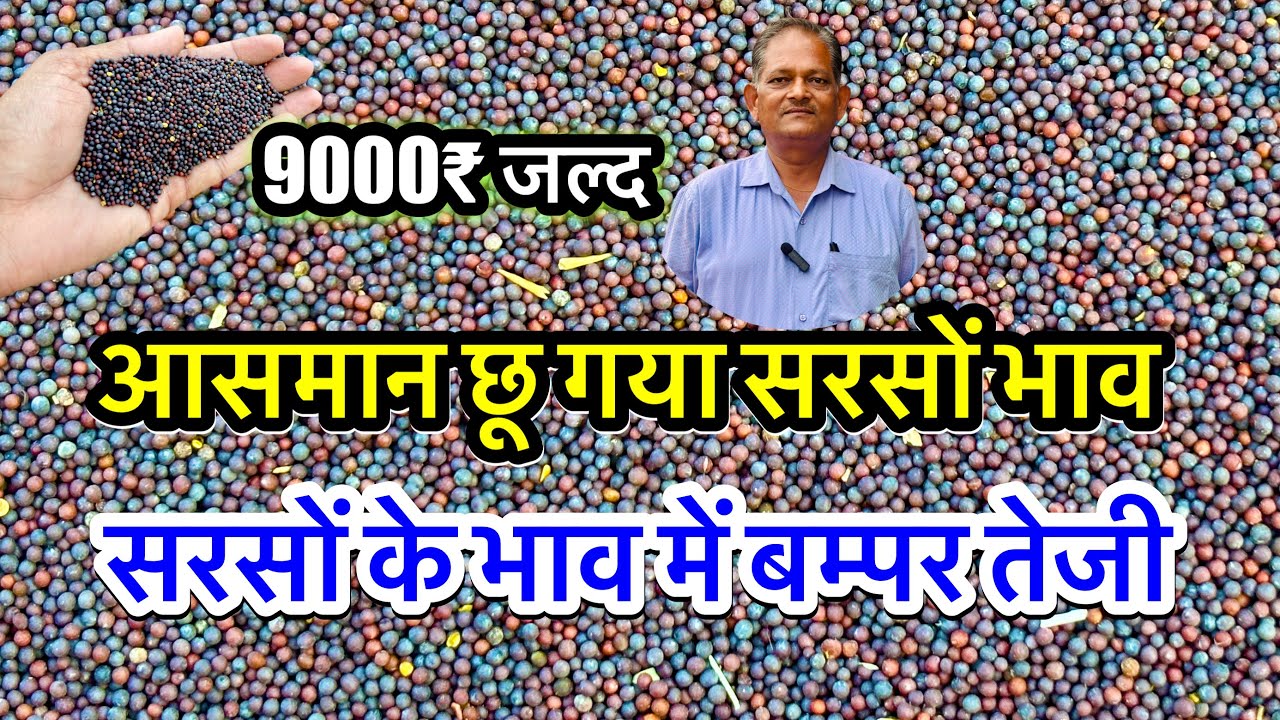 सरसों में बम्पर तेजी आई, सरसों का ताजा भाव आज का अलवर मंडी! सरसों के भाव में आया जोरदार उछाल देखें |