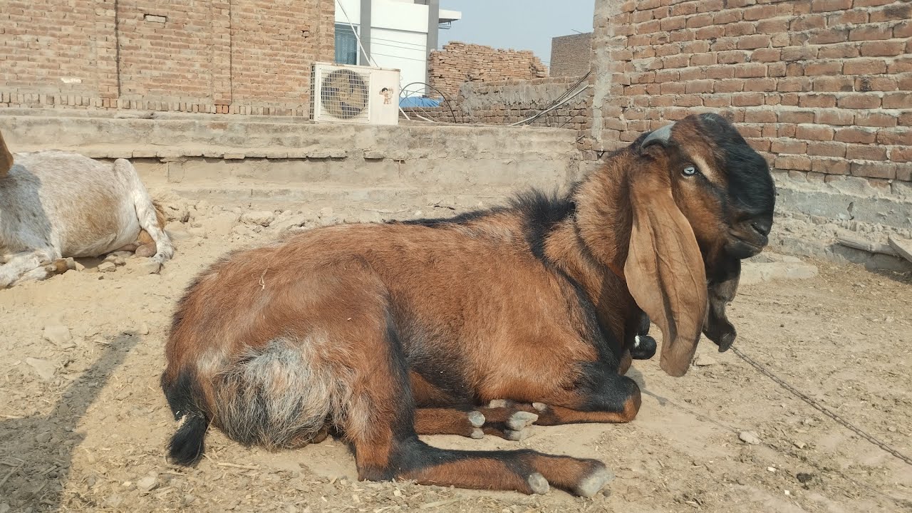 Goat 🐐 kids feeding time 02-09-2026 #goatkids #goat #animals 