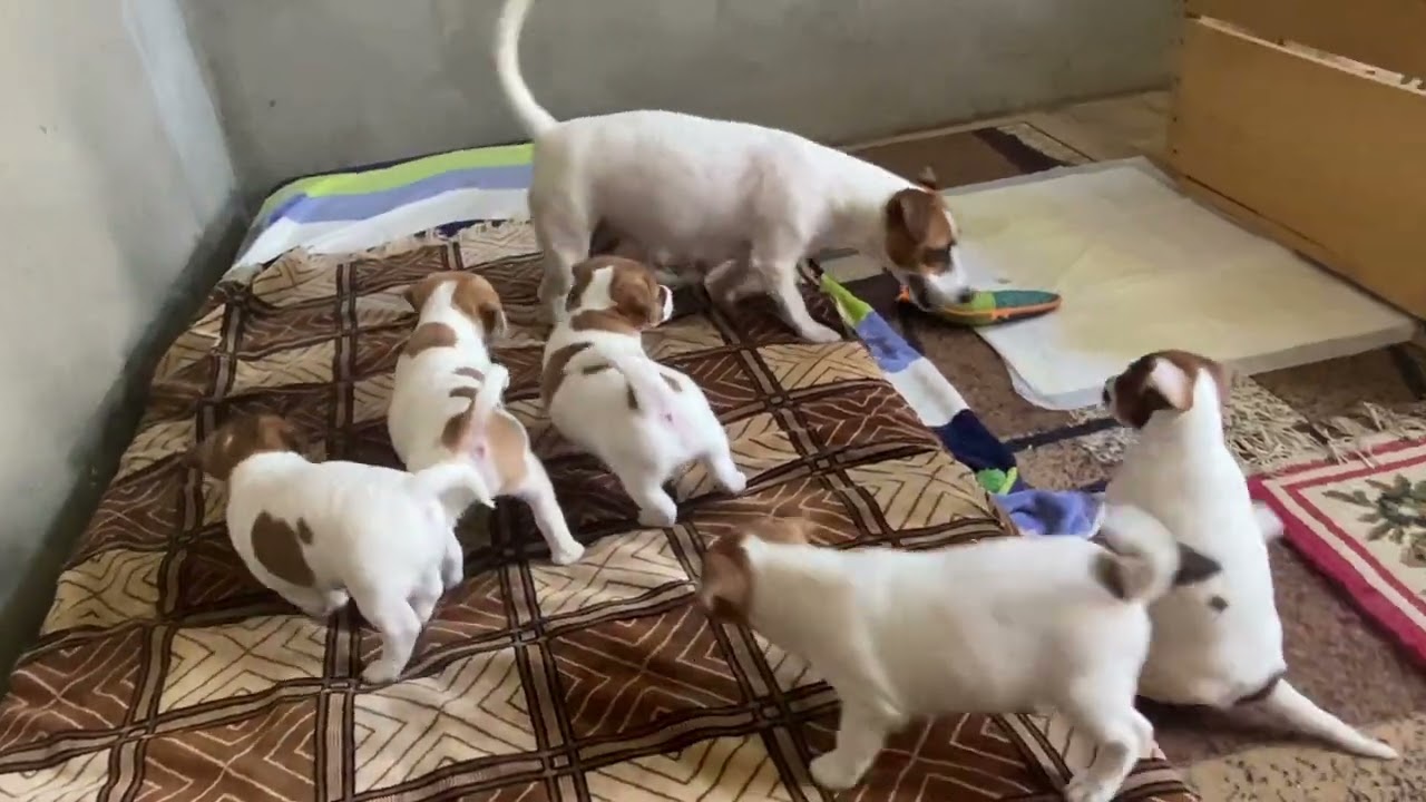 Milk machine and 5 puppies