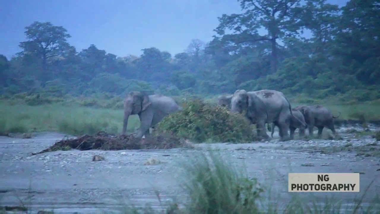 Rampage of Elephants at the Banks of Dima River Alipurduar.