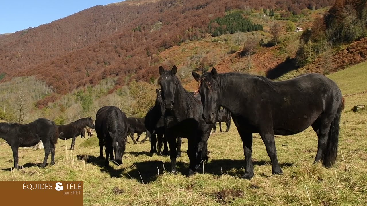 Le cheval de Mérens