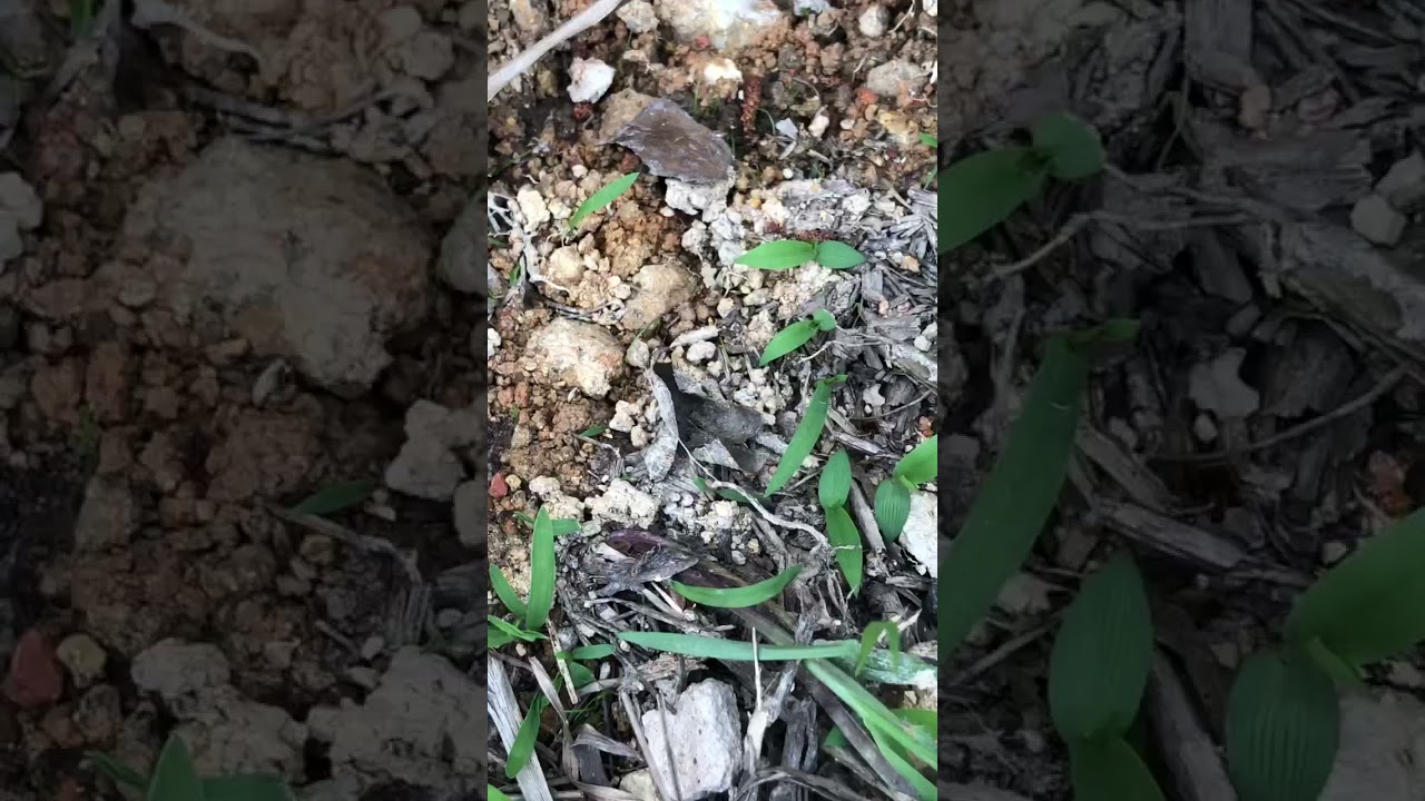 Polyrachi sp. workers in the wild