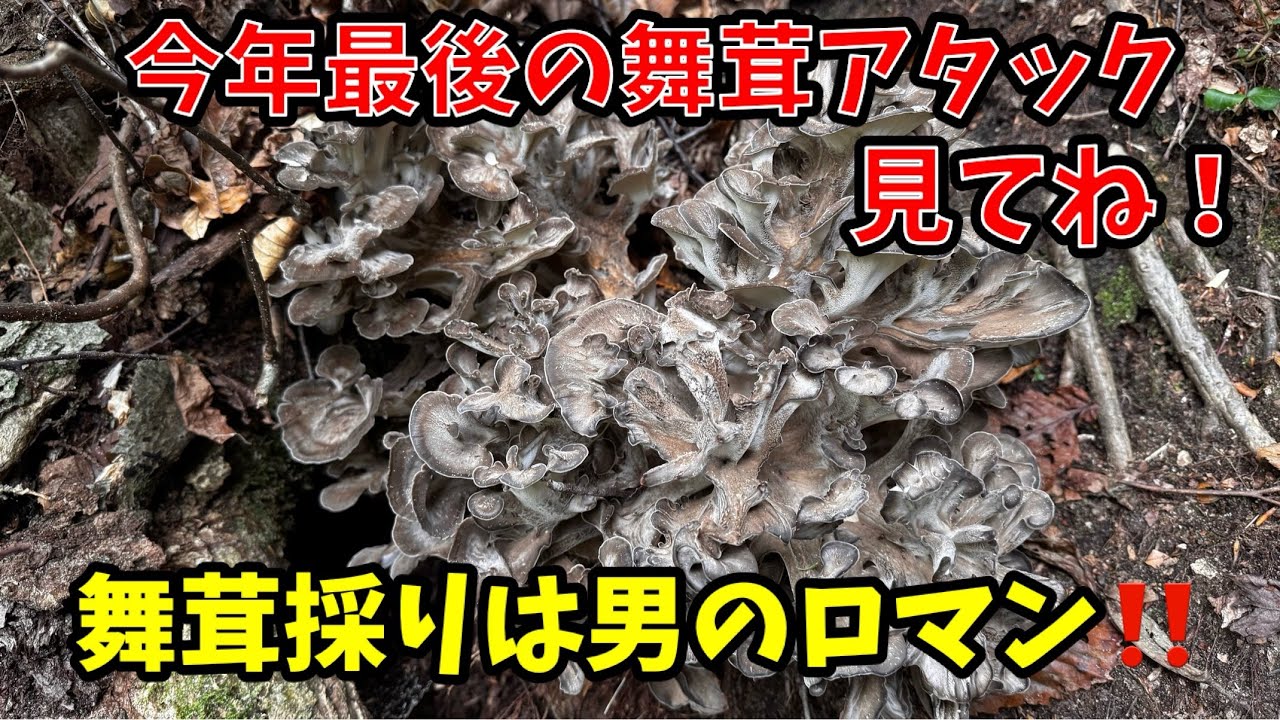 2025年最後の舞茸採り！