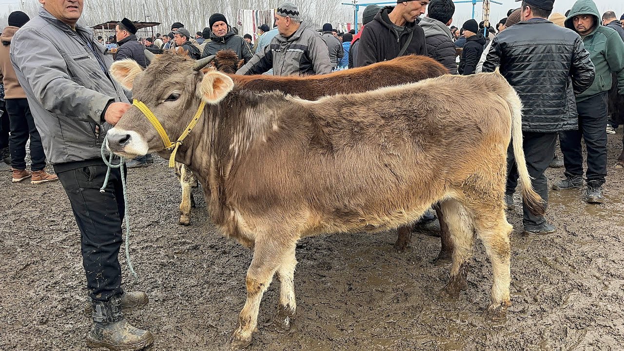 17 февраля 2026 г АНДИЖОН ШАХРИХОН ЧУЖА МОЛ БОЗОРИ ХУНАЖИНЛАР НАРХЛАРИ ANDIJON SHAXRIHON CHÒJA MOL