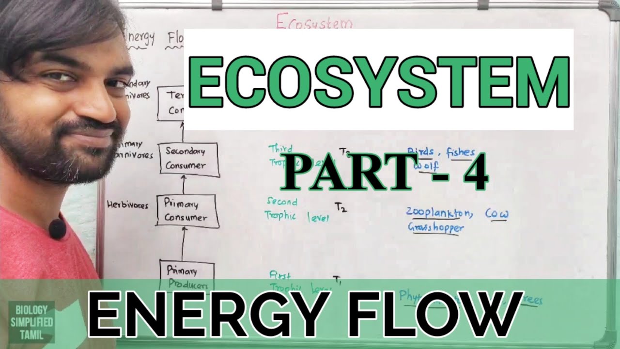Ecosystem | Part 4 | Energy Flow