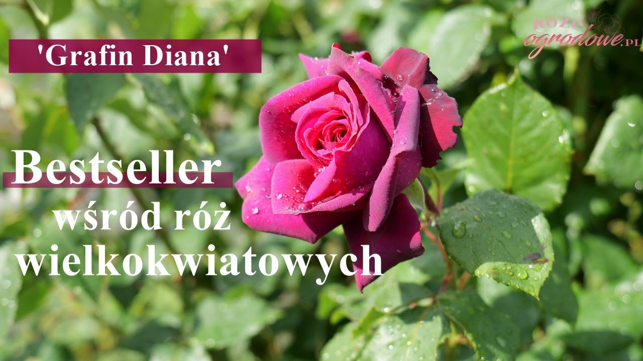 'Grafin Diana' dlaczego tak lubicie tą ciemną r&oacute;żę z serii Parfuma?