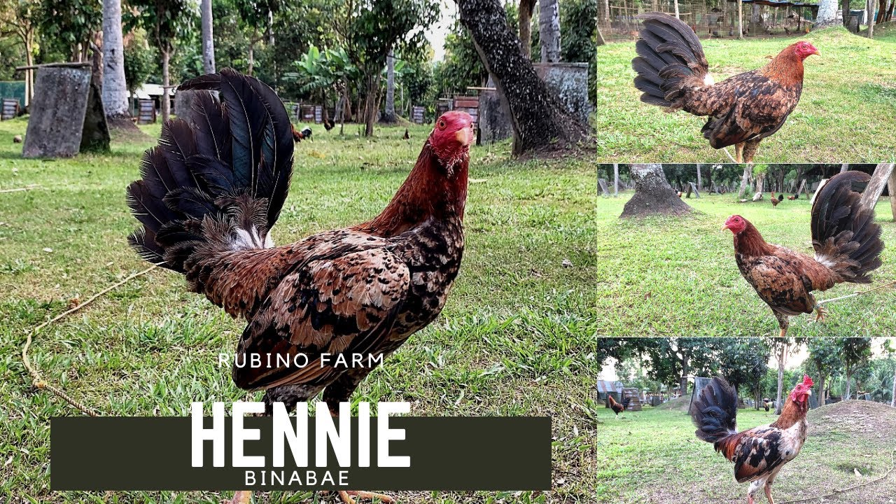 (HENNIE / BINABAE) Rubino “Pael” Farm