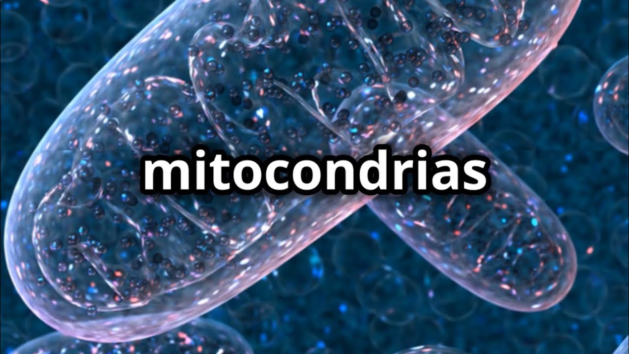Mitocondrias y Longevidad: El Secreto de la Energ&iacute;a Celular 🔋