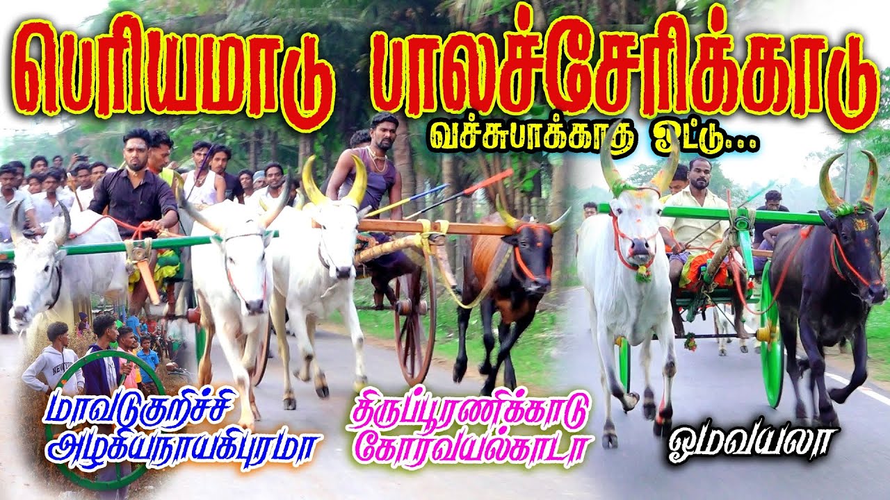 1பெரியமாடு பால சேரிக்காடு பேராவூரணி பந்தயம் #perai_raj_digital #reklarace