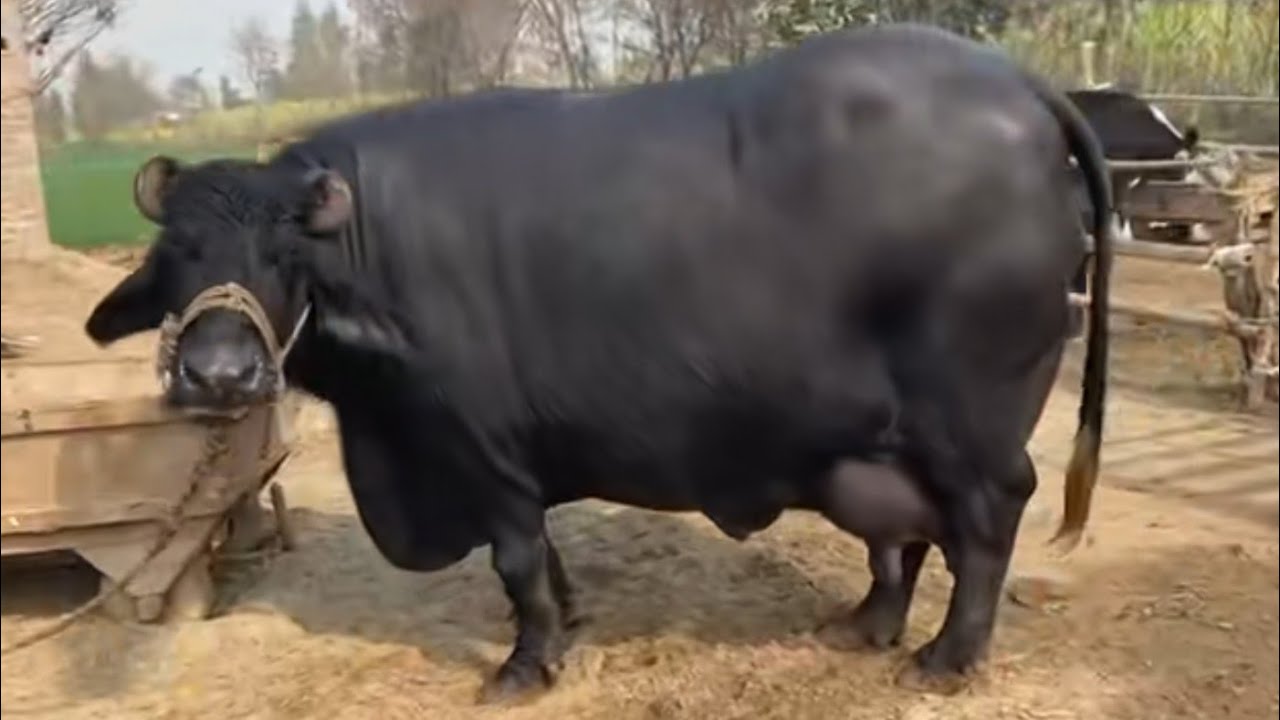 وقاص بلوچ404گ۔ب|1عددبھینس|20فروری2026|Pure Neli, Nili Ravi Buffalo for sale on Zafar Animal Tv 