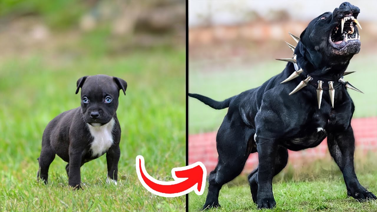 Funny Dogs and Cats || Amazing Animal Transformation