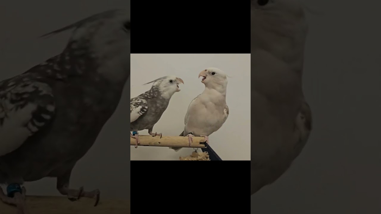 Can You Not !?       #angrybirds #cockatiel #parrot #birdfight #cockatielfight
