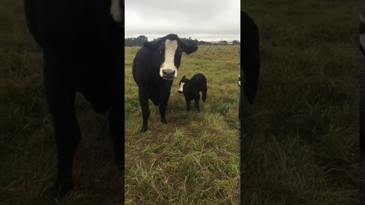 Cow brings baby over to show it off to owner.