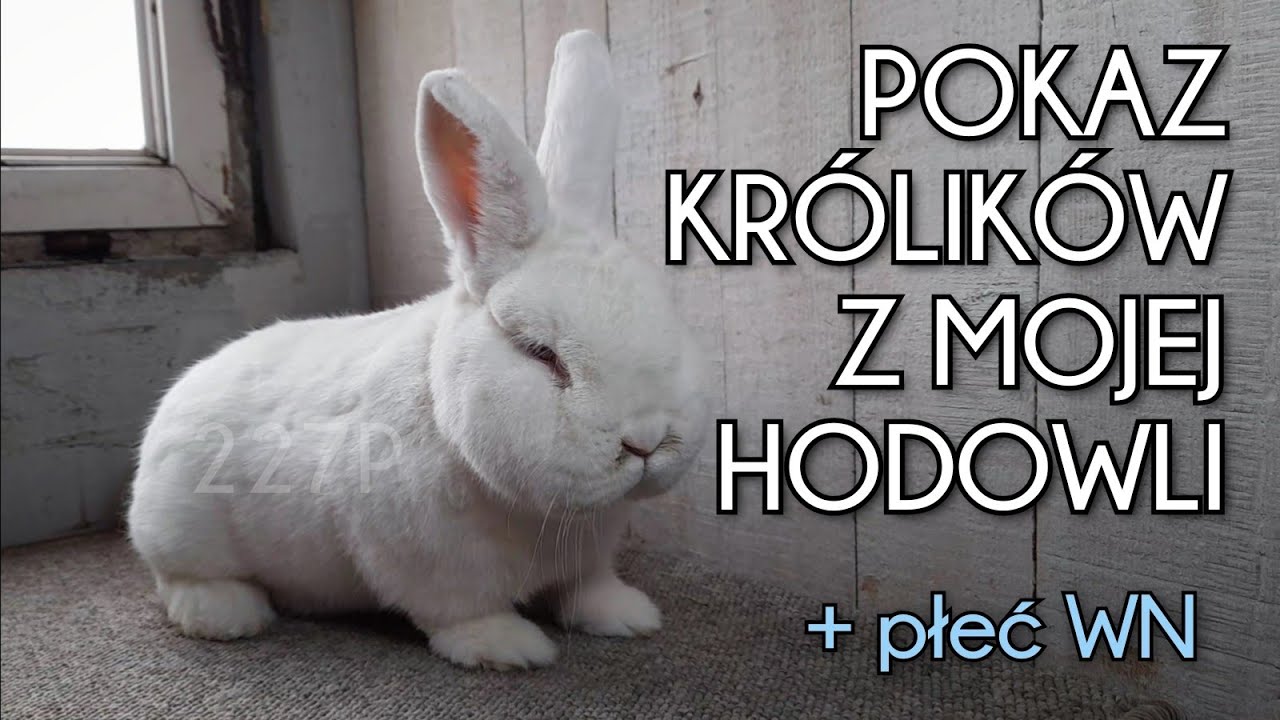 POKAZ HODOWLI KRÓLIKÓW 🐇❤ NOWOZELANDZKIE BIAŁE Z MOJEJ HODOWLI KRÓLIKÓW RASOWYCH • podaje płeć WN 💙🐰