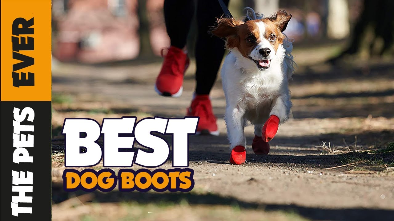 The 5 Best Dog Boots of 2023 - The Pets Ever