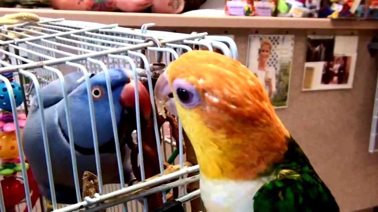 POOKY [VIOLET RINGNECK] MEETS COOKY THE CAIQUE @ BIRD JUNGLE