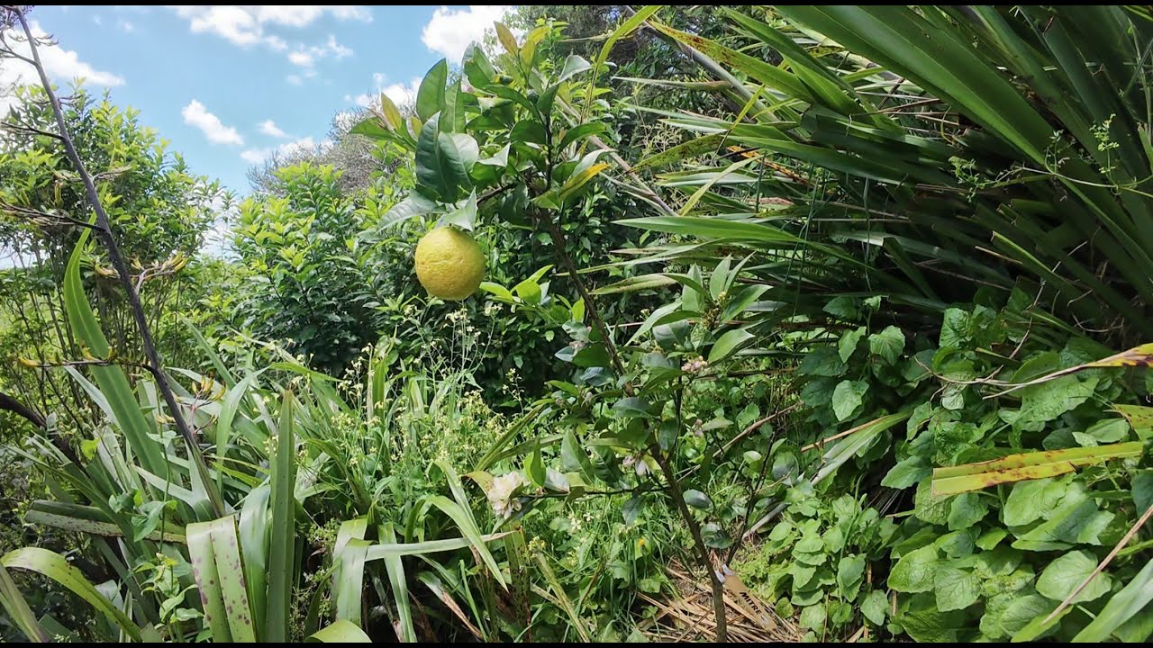 Growing fruit Trees - Citrus 02 Nov 2025