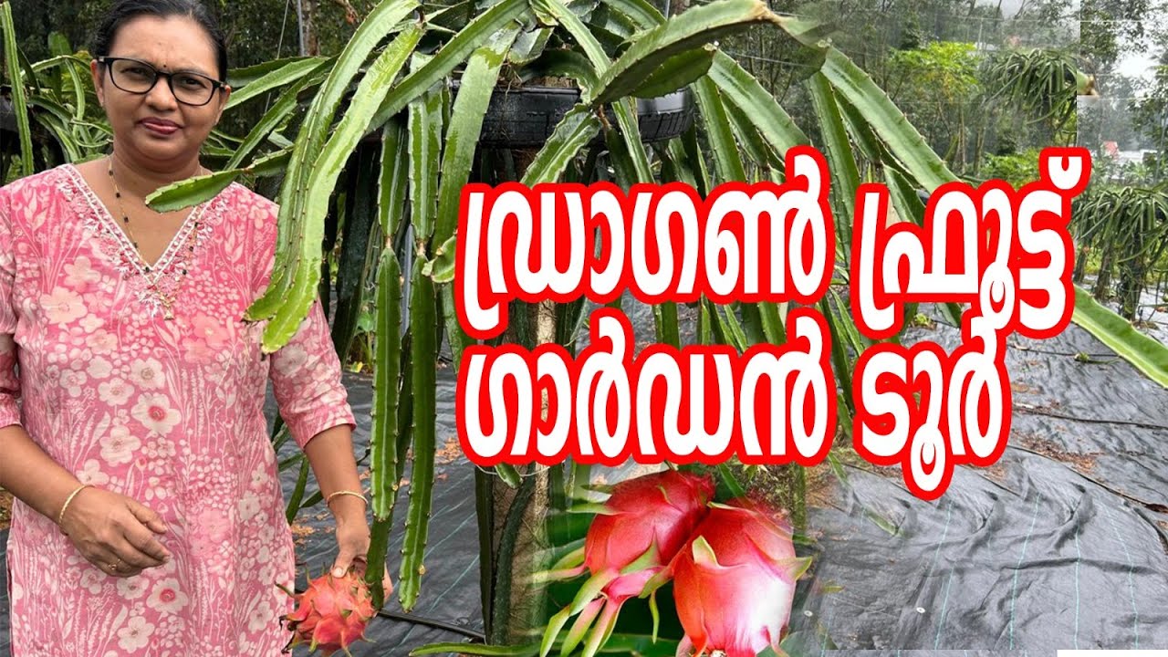 Экскурсия по саду драконовых фруктов | Экскурсия по саду драконовых фруктов в Керале | Жизнь в са...