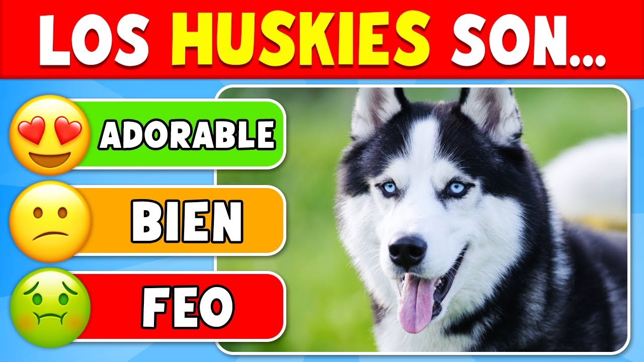 ¡Califica el TOP 50 de RAZAS DE PERROS! 🐶🏆 Tier List de Perros 🐕