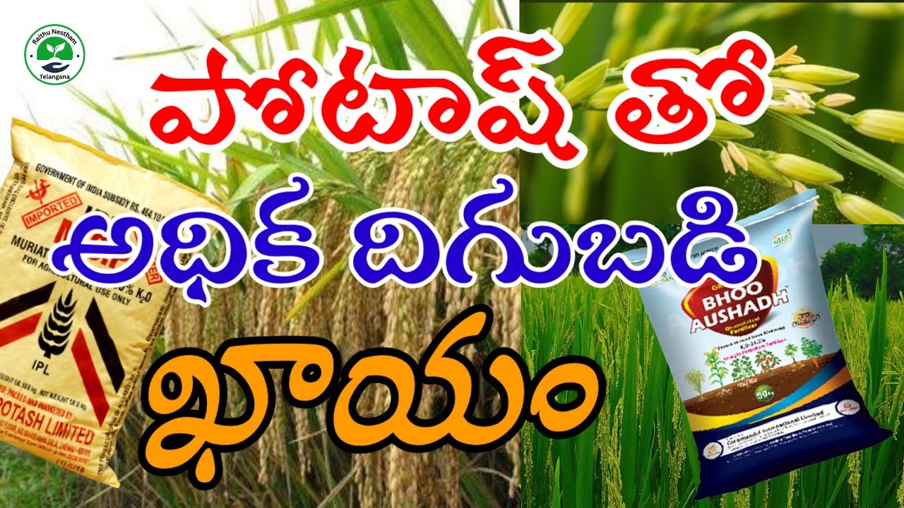 పొటాష్ తో వరి పంటలో అధిక దిగుబడి | #agriculture #farming | Raithu Nestham Telangana 