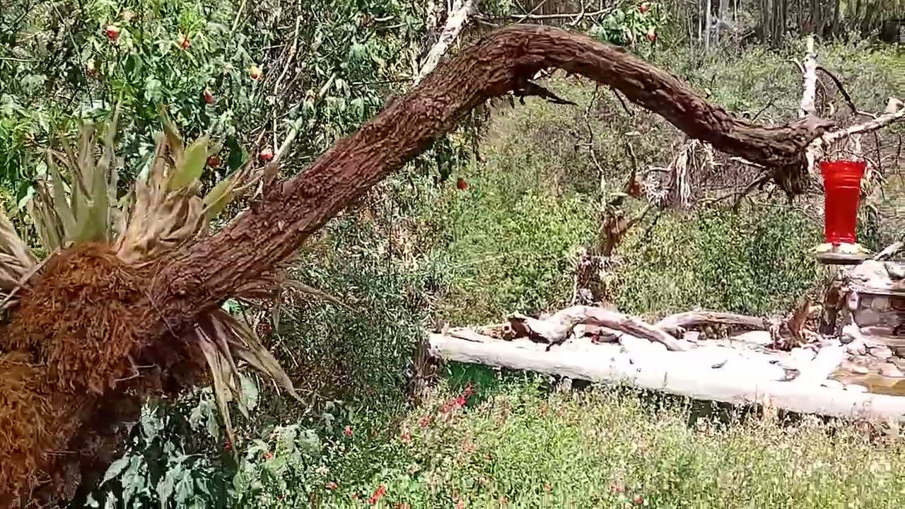 Bosque Andino, SANTUARIO DE PICAFLORES