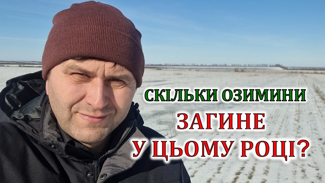 Скільки озимини загине у цьому році?