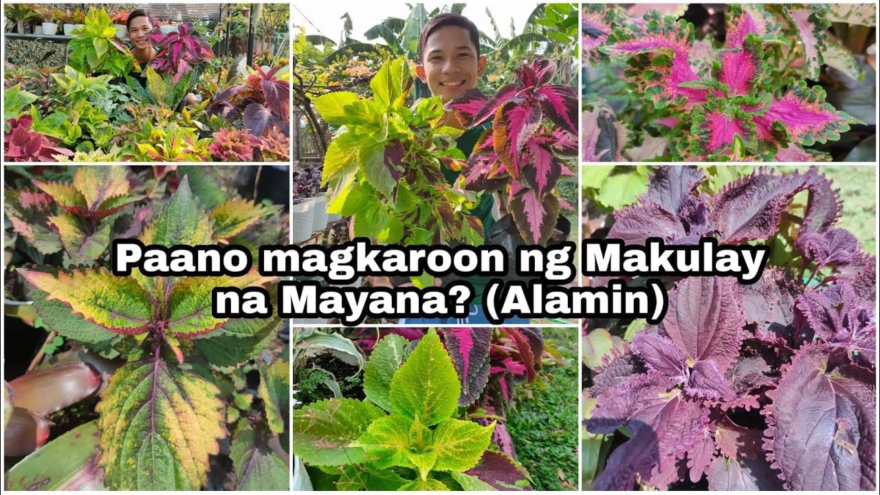 Paano magkaroon ng makulay na mayana 🌿💕
