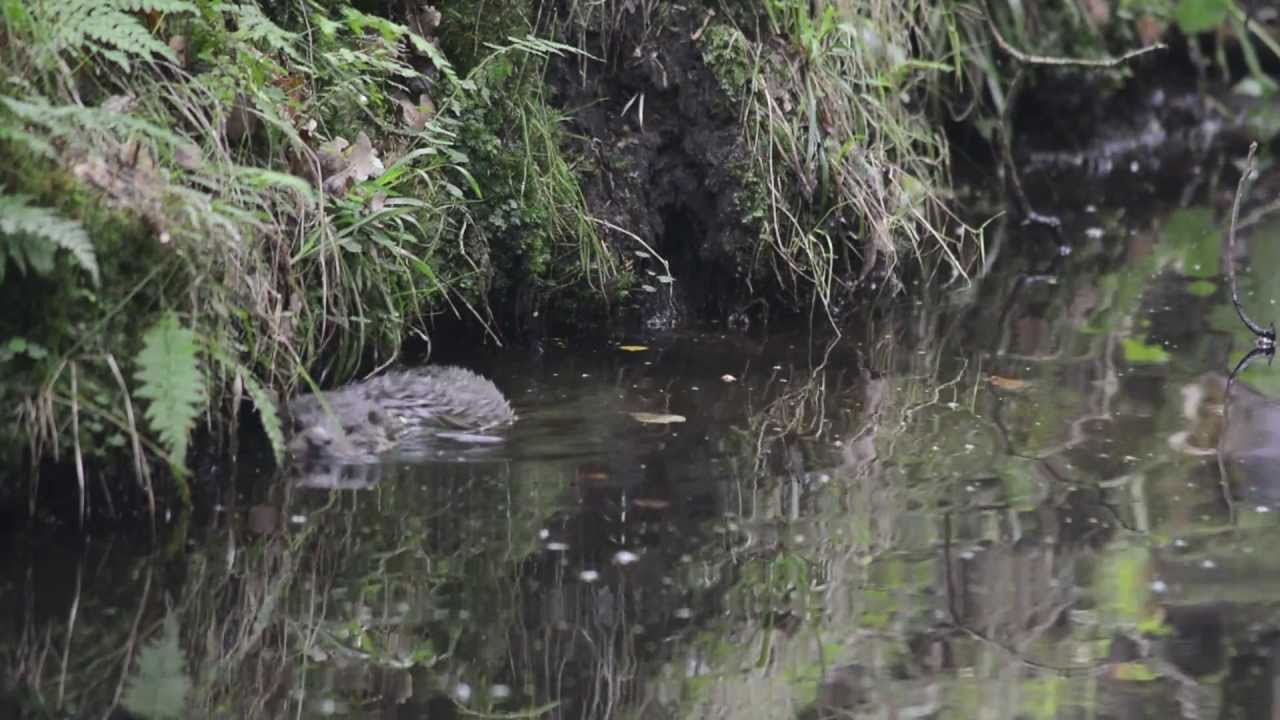 Wydra, a nawet dwie / Otter / Lutra lutra