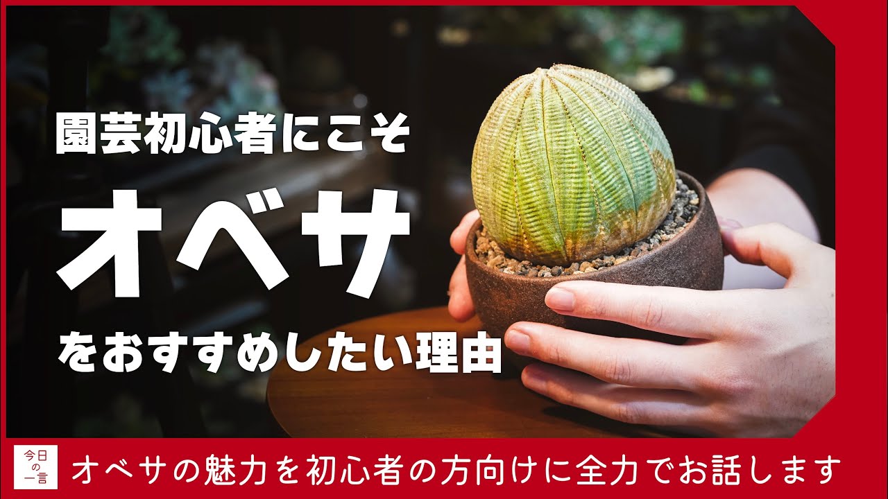 園芸初心者の方にこそオベサを強くオススメしたいのでその理由を偏見と独断をふんだんに交えながら全力で伝える動画【アガベ・塊根・多肉】