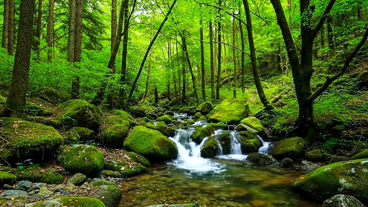 Relaxing Forest Sounds, Nature Relaxation, Birds Singing and Babbling Brook, ASMR