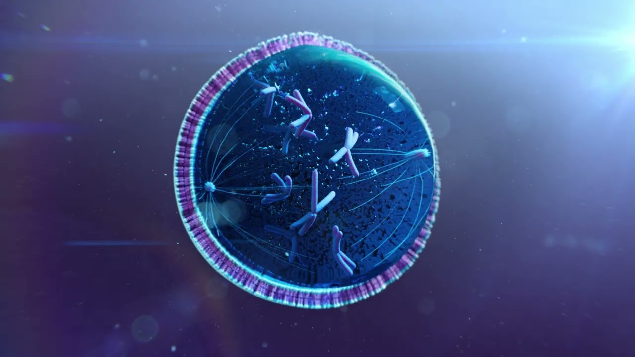 Mitosis Animation