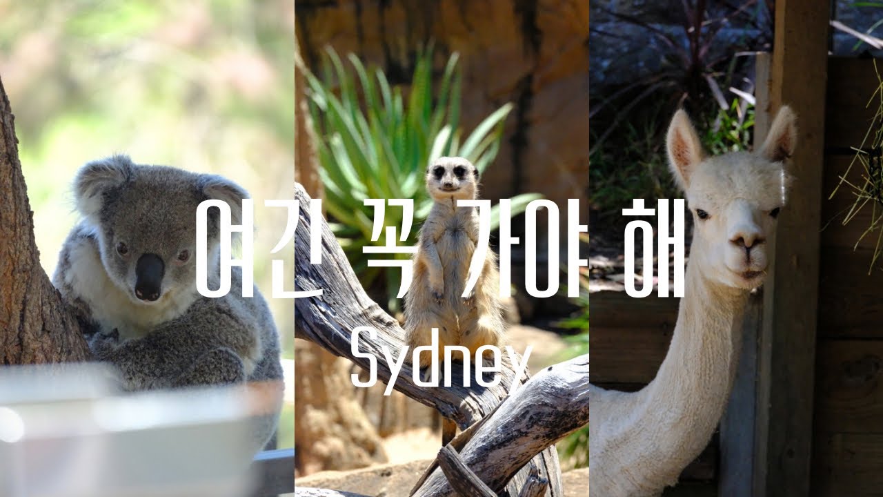 시드니 여행코스｜타롱가주 동물원부터 천문대 노을까지
