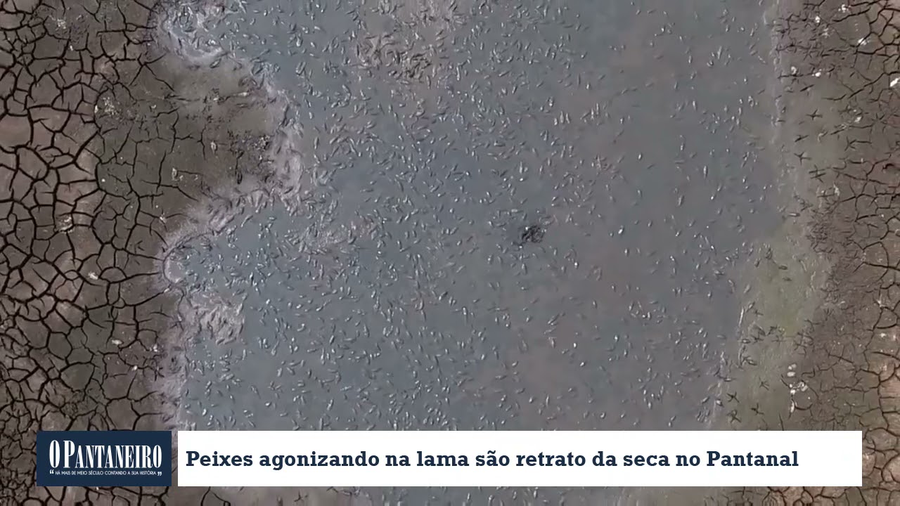 Peixes agonizando na lama s&atilde;o retrato da seca no Pantanal