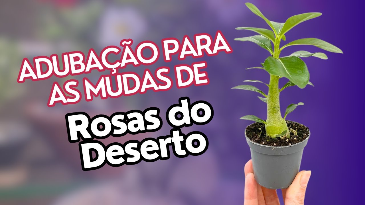 Adubação para MUDAS de Rosas do Deserto crescer e FLORESCEREM!