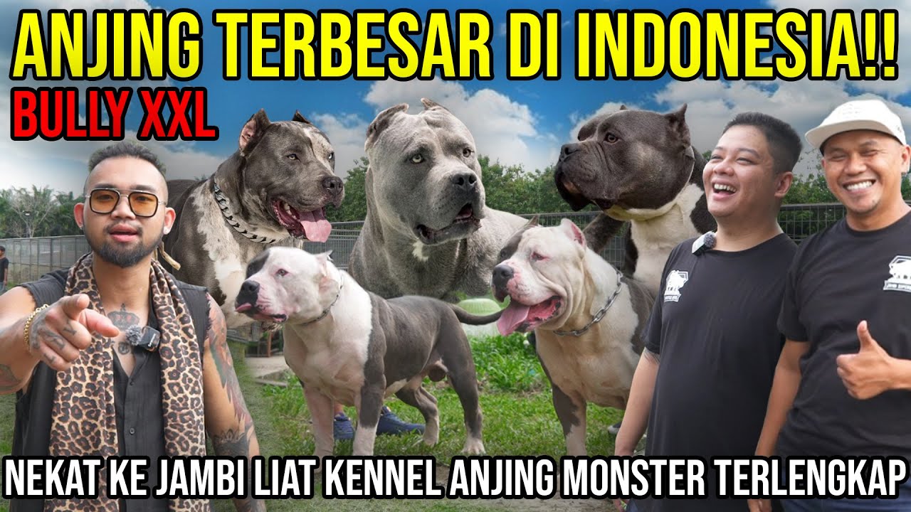 4NJ1ING TERBESAR DI INDONESIA! NEKAT KE JAMBI LIAT KENNEL 4NJ1NG MONSTER TERLENGKAP JAMBI SUPERBULLS