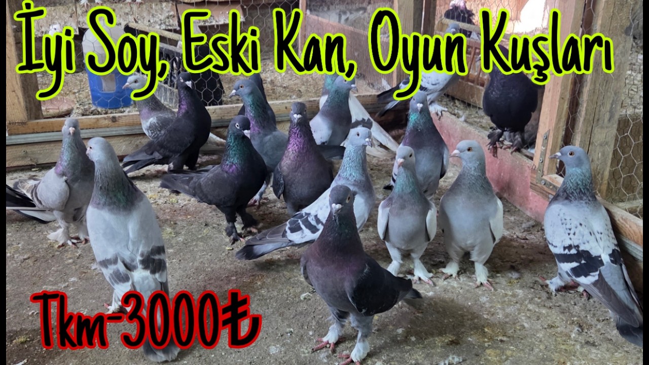 Eski Soy, İyi Kan, Oyun Kuşları. Watsap.545.550.0192