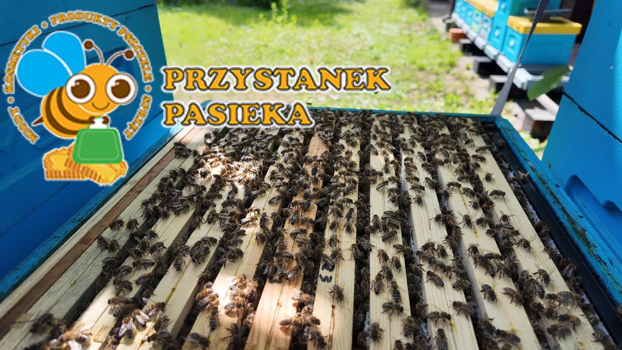 Zimowla pszczół. Jak ustawiam pasiekę pod koniec sierpnia.