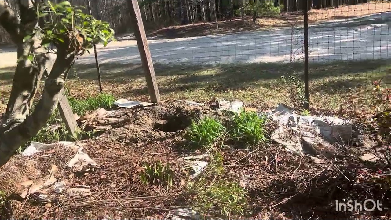 Transplanting blueberries ￼