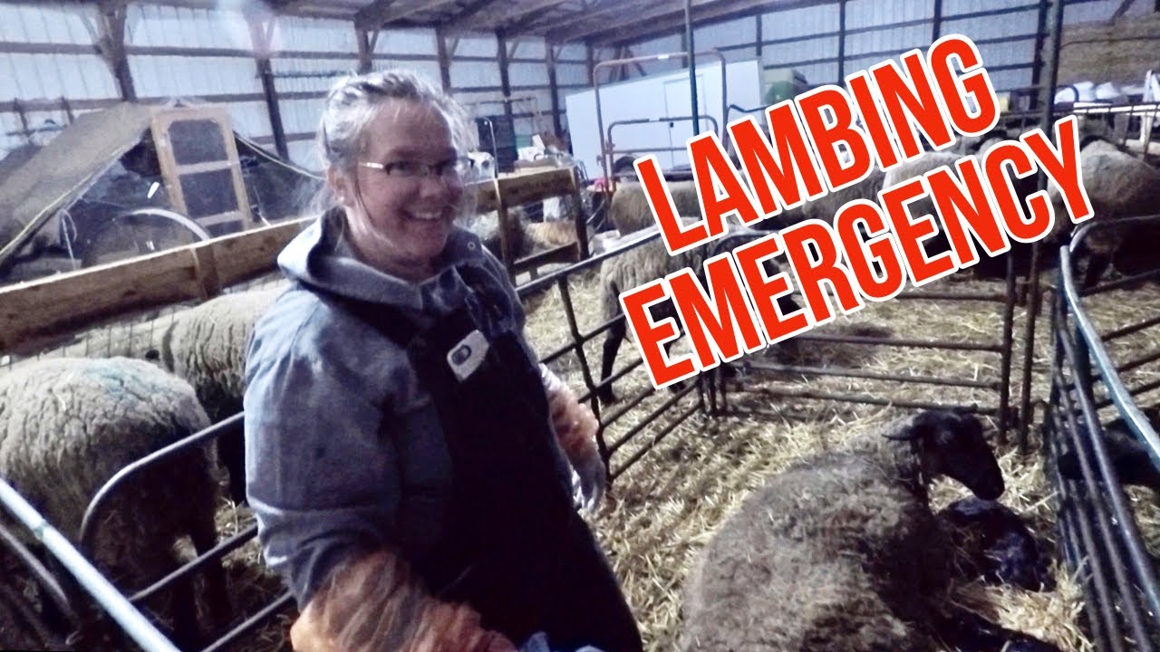 Lambing Problems: The Toughest Birth We Have Ever Experienced