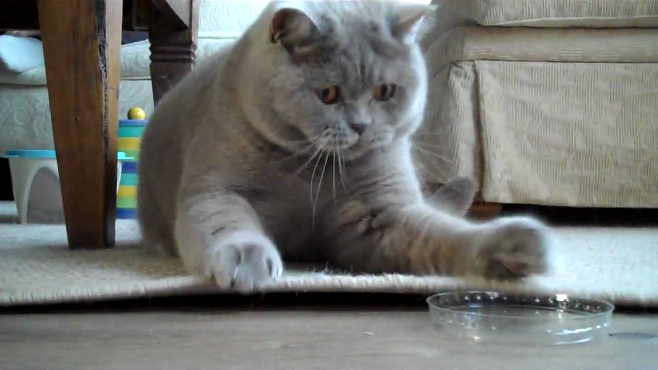 British shorthair Perry playing with cap
