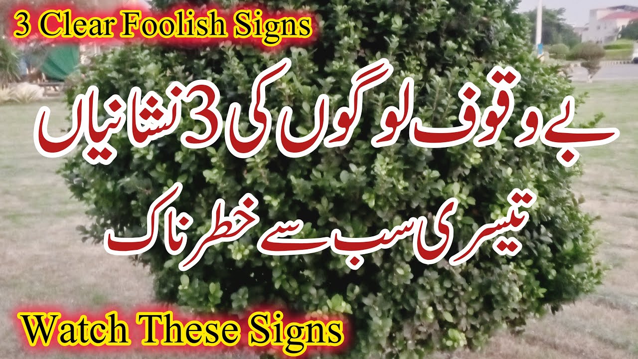 3 Types of Foolish People You Should Know | Our Naimat Family