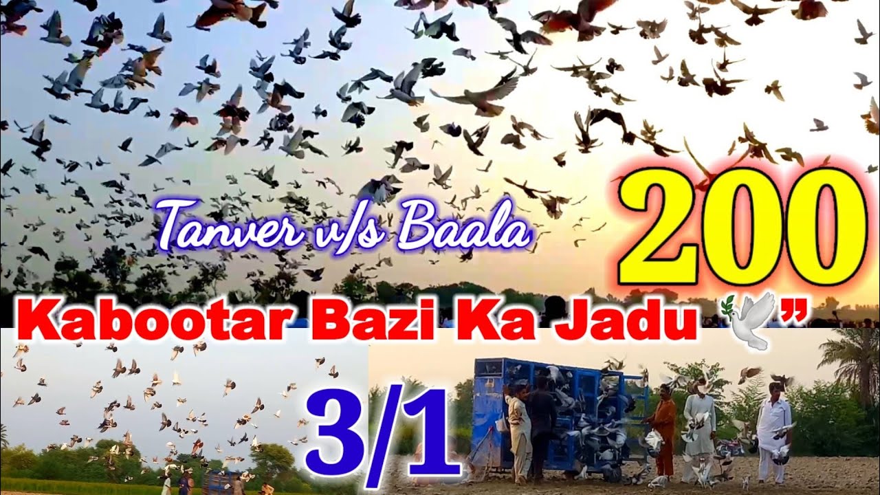 200 Pigeons Competition | Amazing Pigeon Flying Show 🕊️