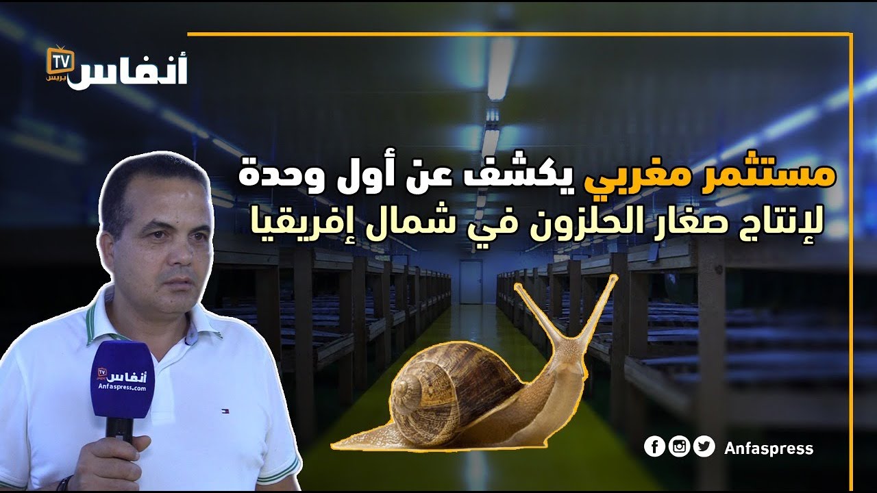 مستثمر مغربي يكشف عن أول وحدة لإنتاج صغار الحلزون بشمال إفريقيا