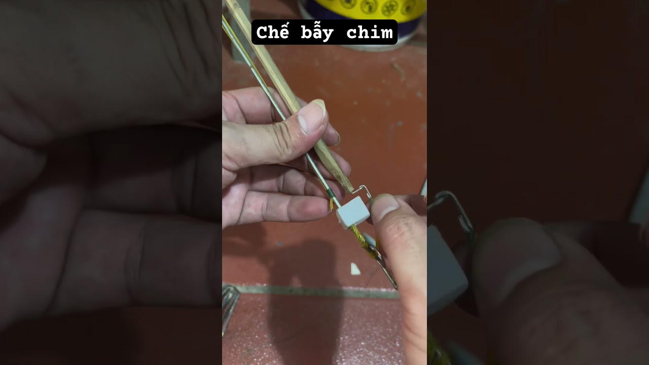 Chế bẫy chim #baychim #birdtrap