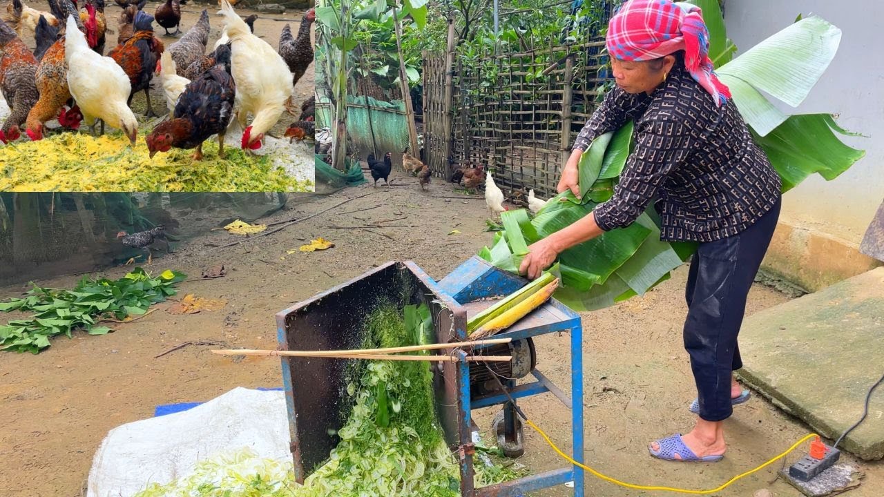 Process of producing silage for chickens