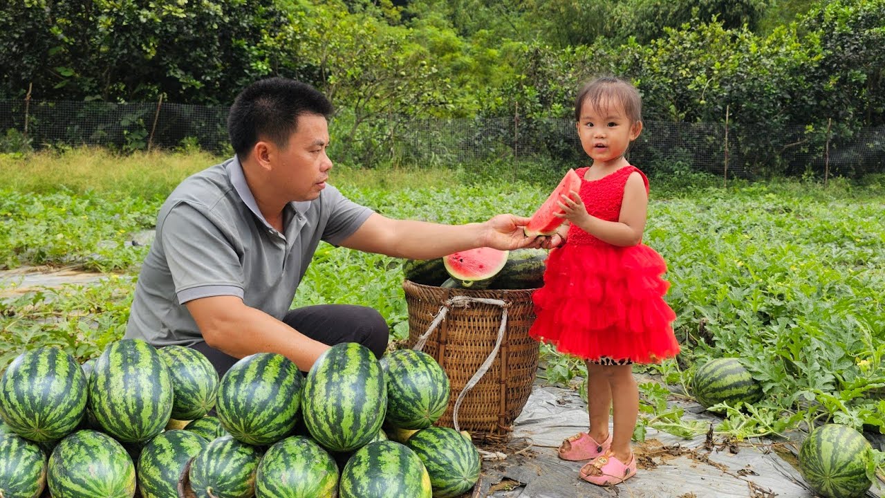 Harvesting watermelon garden and bring it to the market to sell-Cooking/XuanTruong.